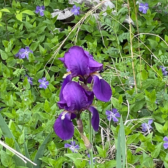 Meet your Posher, Posh - Picture 1 of 1